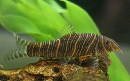 Botia Striata Botia Striata